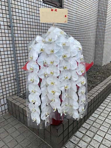 胡蝶蘭白3本立｜すべての商品｜むつ美花店