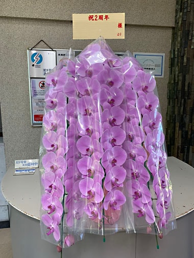 胡蝶蘭ピンク3本立｜すべての商品｜むつ美花店