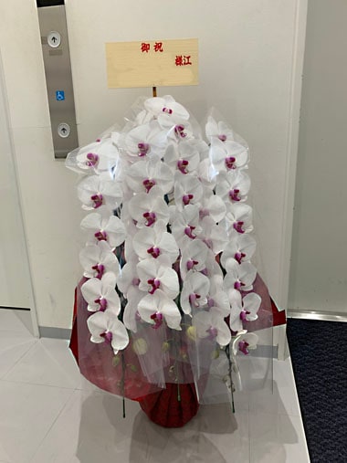 胡蝶蘭赤白3本立｜すべての商品｜むつ美花店