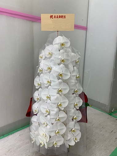 胡蝶蘭白3本立｜すべての商品｜むつ美花店