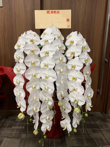 胡蝶蘭白5本立｜すべての商品｜むつ美花店