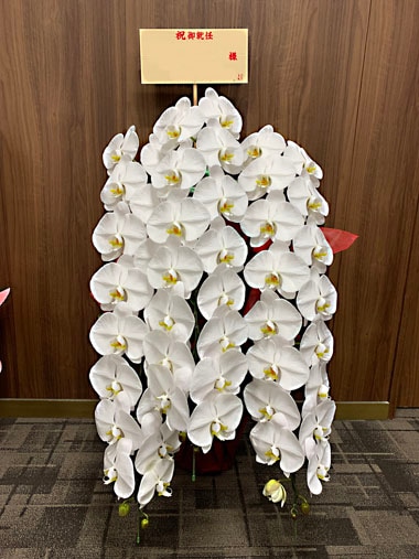 胡蝶蘭白3本立｜すべての商品｜むつ美花店