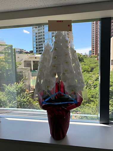 胡蝶蘭白3本立｜すべての商品｜むつ美花店