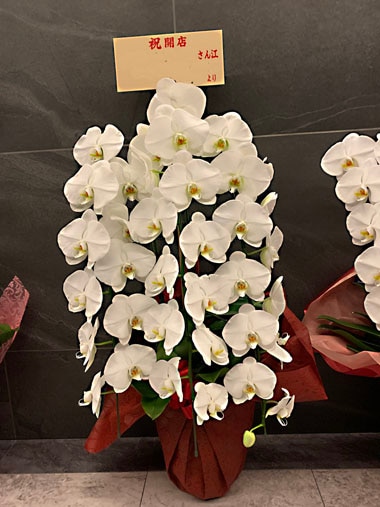 胡蝶蘭白3本立｜すべての商品｜むつ美花店