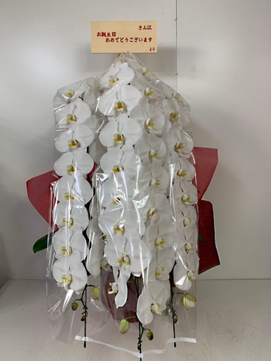 胡蝶蘭白3本立｜すべての商品｜むつ美花店