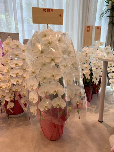 胡蝶蘭白3本立｜すべての商品｜むつ美花店