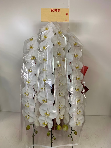 胡蝶蘭白3本立｜すべての商品｜むつ美花店