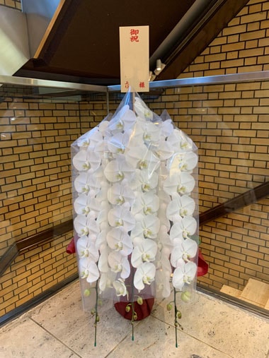 胡蝶蘭白3本立｜すべての商品｜むつ美花店