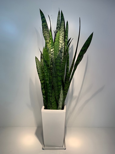  サンセベリア　トリファッシアータ｜すべての商品｜むつ美花店