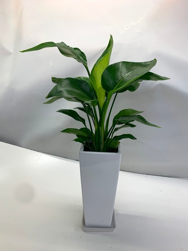 ストレリチア｜観葉植物｜むつ美花店