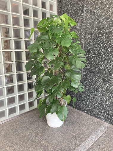 モンステラ｜すべての商品｜むつ美花店