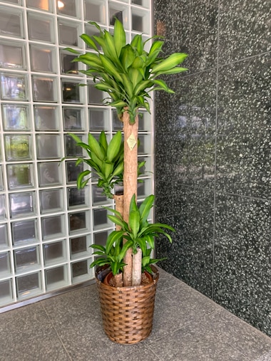 マッサンゲアナ｜すべての商品｜むつ美花店