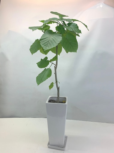 ウンベラータ｜すべての商品｜むつ美花店