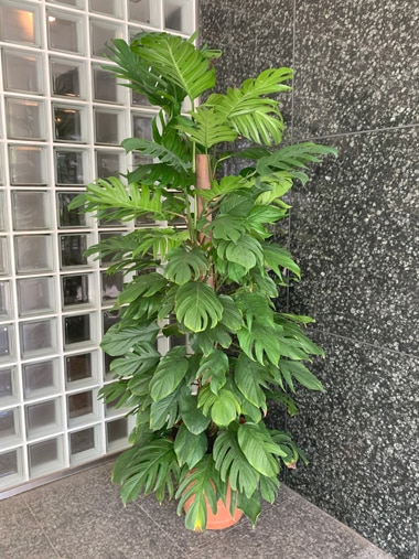 マングーカズラ｜すべての商品｜むつ美花店