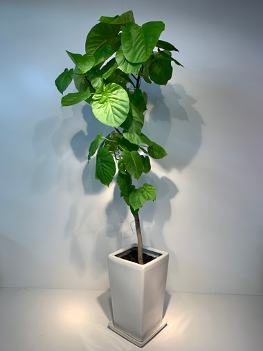 ウンベラータ｜すべての商品｜むつ美花店