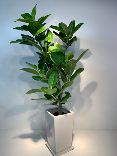 フィカス　ベンガレンシス｜すべての商品｜むつ美花店