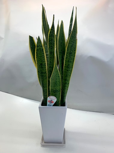 サンセベリア｜すべての商品｜むつ美花店