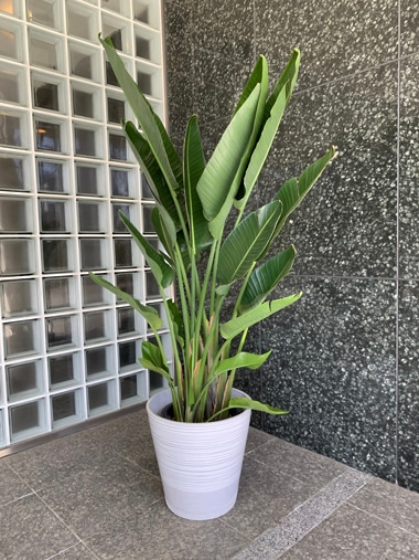 ストレリチア｜すべての商品｜むつ美花店