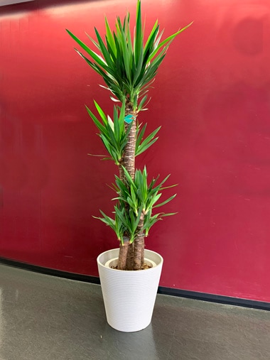 ユッカ｜すべての商品｜むつ美花店