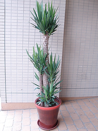 ユッカ｜すべての商品｜むつ美花店