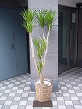 コンシンネン｜すべての商品｜むつ美花店