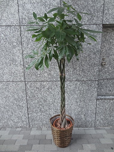 パキラ｜すべての商品｜むつ美花店