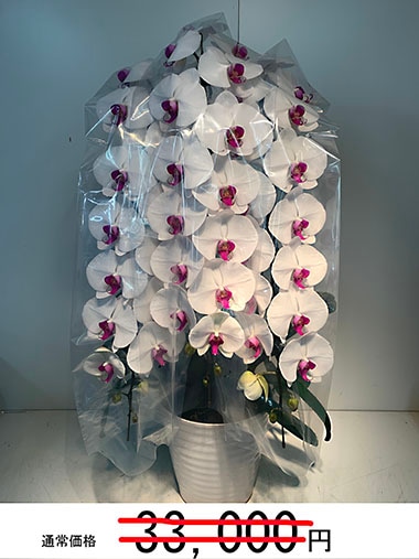 胡蝶蘭赤白3本立｜西新宿限定｜むつ美花店