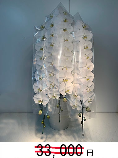 胡蝶蘭白3本立｜西新宿限定｜むつ美花店