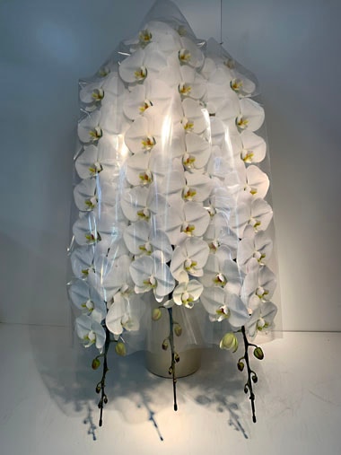 胡蝶蘭白3本立(回収付き)(回収付き)｜回収付き胡蝶蘭｜むつ美花店