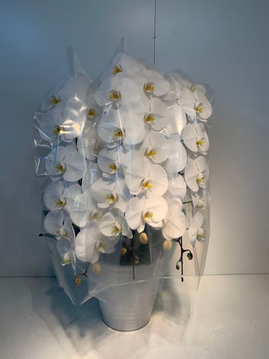 胡蝶蘭白3本立(回収付き)｜回収付き胡蝶蘭｜むつ美花店