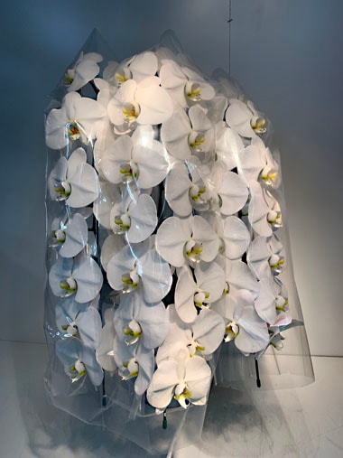 胡蝶蘭白3本立(回収付き)｜回収付き胡蝶蘭｜むつ美花店