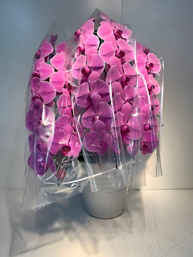 胡蝶蘭ピンク3本立(回収付き)｜回収付き胡蝶蘭｜むつ美花店