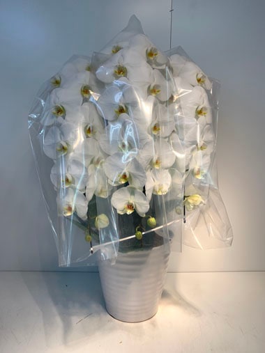 胡蝶蘭白3本立(回収付き)｜回収付き胡蝶蘭｜むつ美花店