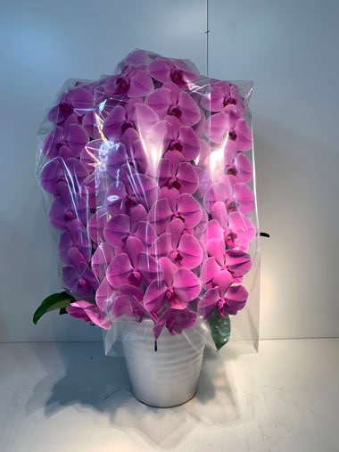 胡蝶蘭ピンク白3本立(回収付き)｜回収付き胡蝶蘭｜むつ美花店