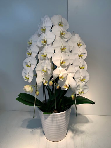 胡蝶蘭白3本立(回収付き)｜回収付き胡蝶蘭｜むつ美花店