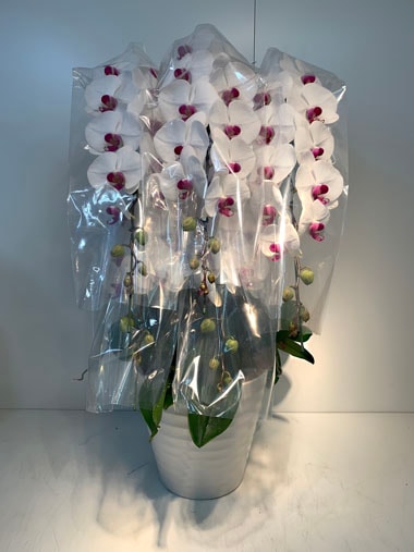 胡蝶蘭赤白5本立(回収付き)｜回収付き胡蝶蘭｜むつ美花店