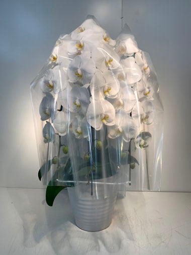 胡蝶蘭白3本立(回収付き)｜回収付き胡蝶蘭｜むつ美花店