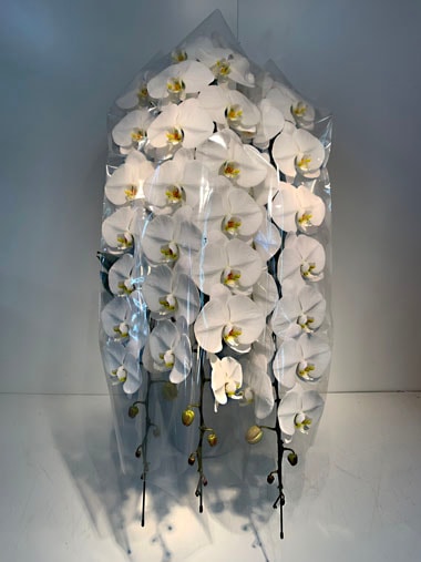 最高級胡蝶蘭白3本立(回収付き)｜回収付き胡蝶蘭｜むつ美花店