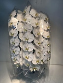 胡蝶蘭白3本立(回収付き)