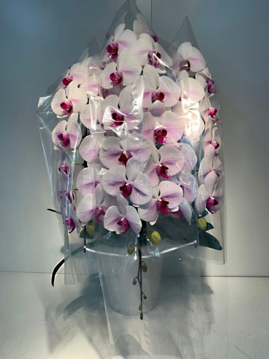 胡蝶蘭赤白3本立(回収付き)｜回収付き胡蝶蘭｜むつ美花店