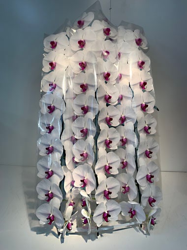 胡蝶蘭赤白3本立(回収付き)｜回収付き胡蝶蘭｜むつ美花店