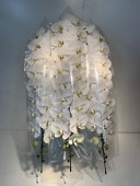 胡蝶蘭白3本立(回収付き)