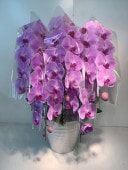 胡蝶蘭ピンク5本立(回収付き)