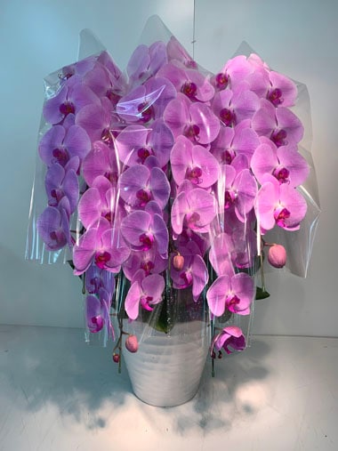 胡蝶蘭ピンク5本立(回収付き)｜回収付き胡蝶蘭｜むつ美花店