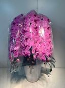 胡蝶蘭大輪ピンク 3本立