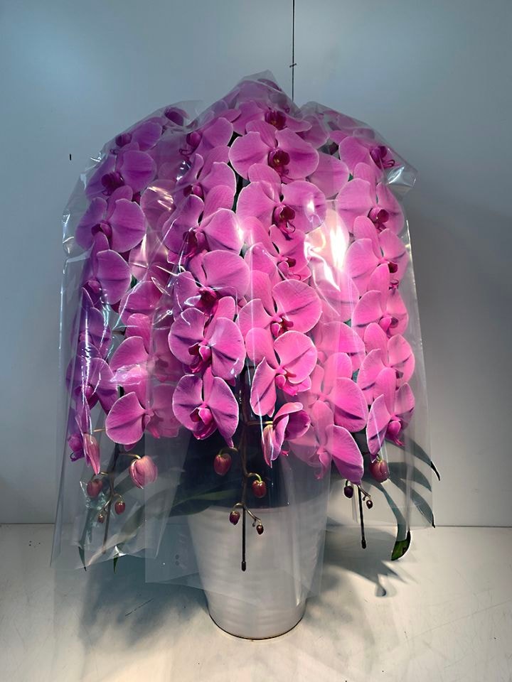 胡蝶蘭大輪ピンク 3本立｜すべての商品｜むつ美花店