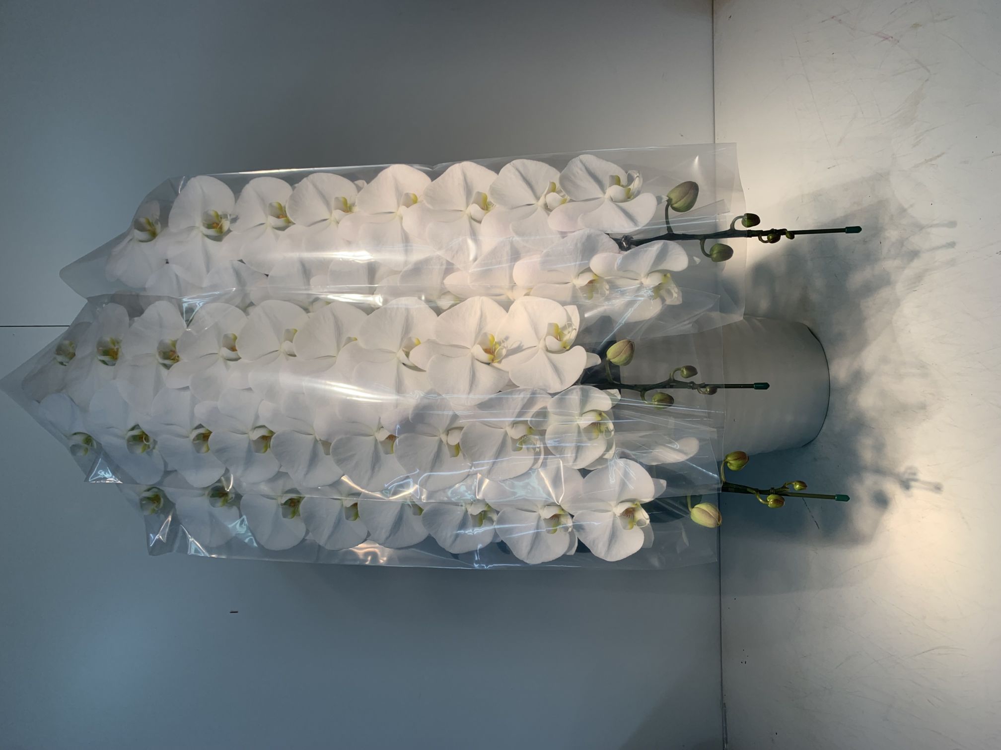 最高級胡蝶蘭白３本立 ｜すべての商品｜むつ美花店