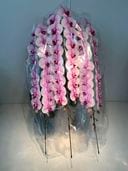 特選胡蝶蘭 さくら姫 超ロング3本立（1点もの）