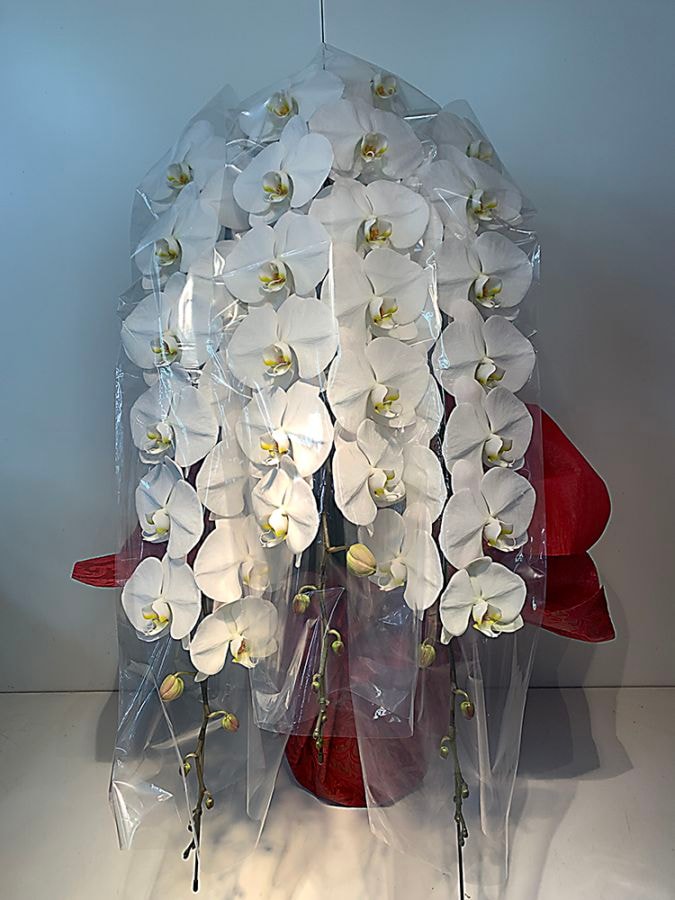 白大輪 胡蝶蘭 3本立【新宿区内・無料回収対応】｜すべての商品｜むつ美花店