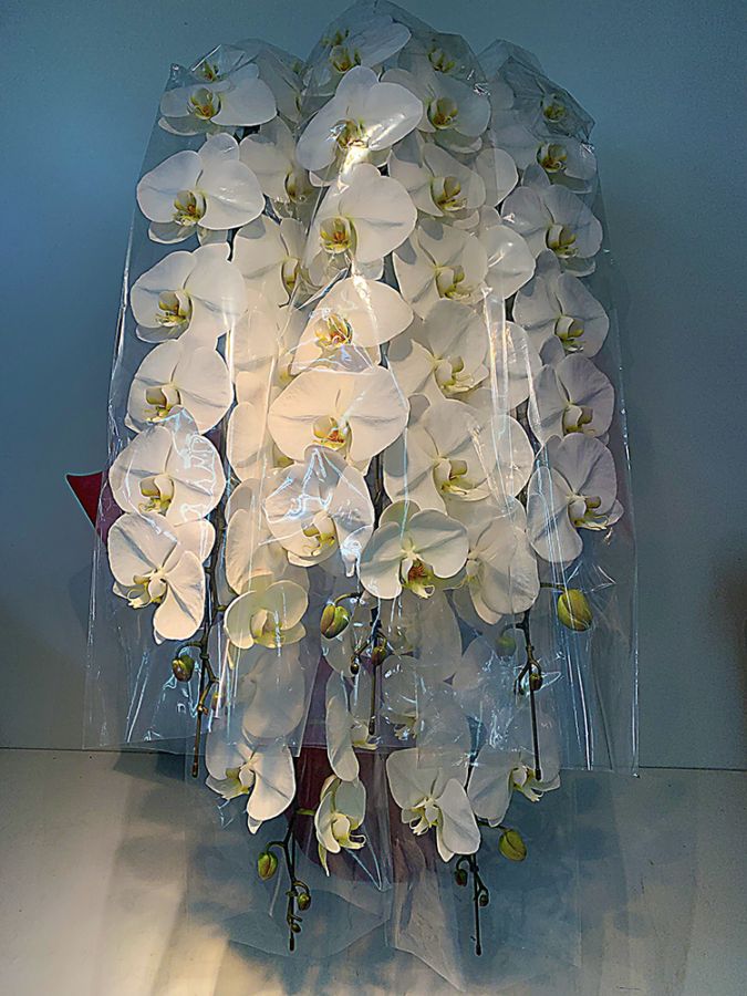 白大輪 胡蝶蘭 5本立【新宿区内・無料回収対応】｜すべての商品｜むつ美花店